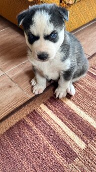 Šteniatka sibírsky husky - 4