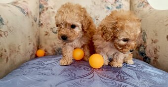 Toy Pudlik - Mini Pudel - 4