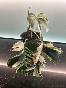 Monstera Albo - 4