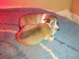 Dlhosrstá kólia - 4