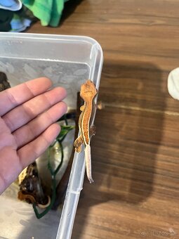 Pagekon riasnaty (correlophus ciliatus) - 4