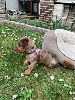 Jazvečík trpasličí krátkosrstý - 4