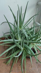 Aloe Vera viac rastlín - 4