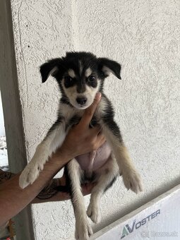 Sibírsky husky - 4