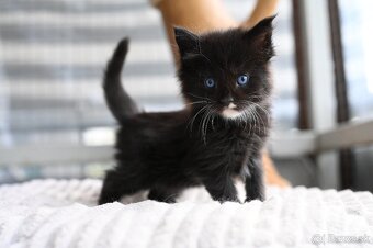 Mainská mývalia - maine coon - 2 mačiatka s modrými očkami - 4