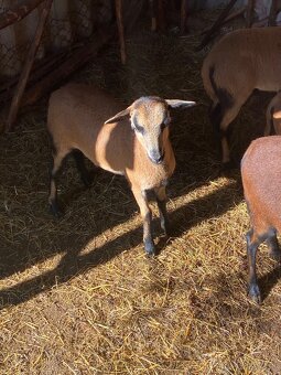 Predám kamerunskú ovcu a barana - 4