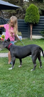 Americký stafordšírsky teriér - 4