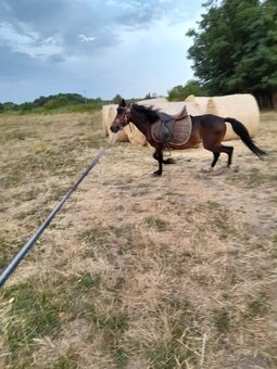 Predam welsh pony - 4