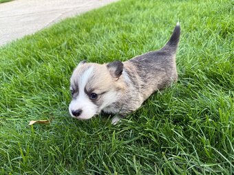 Welsh Corgi - 4