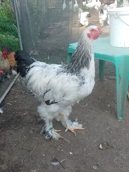 Brahmanka veľká Columbia - 4