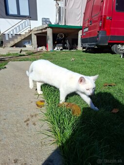 Darujem mačiatka - 4