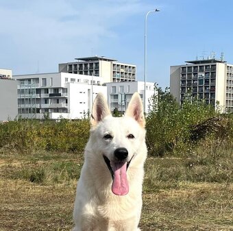 Biely švajčiarsky ovčiak , s PP - 4