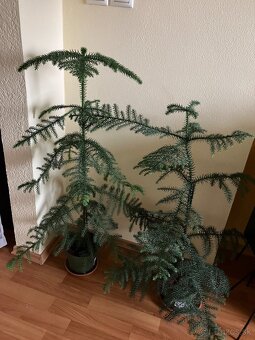 Izbová rastlina araucaria - 4