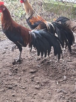 Predám kohútov fénix - 4