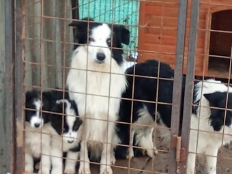 Predám šteniatka - 4