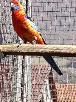 Rozely Adelaidské - 4