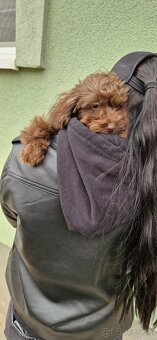 Maltipoo - 4