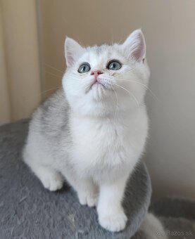 Britské mačiatka❤️extra kvalita - 4