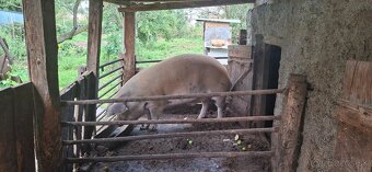 Predám prasatá - 4