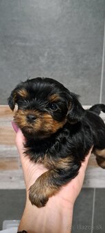 Yorkshirsky terier - 4