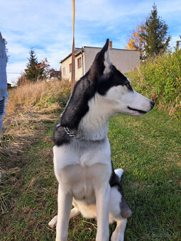 🐾 DARUJEME DO DOBRÝCH RÚK – SIBÍRSKA HUSKY DAISY 🐾 - 4