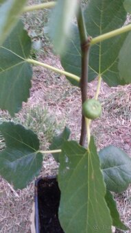 Predám figovniky - 4