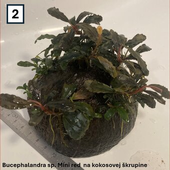 Akváriové rastliny na dekoráciach - 4