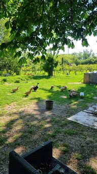 Nasadove vajcia kačacie - 4