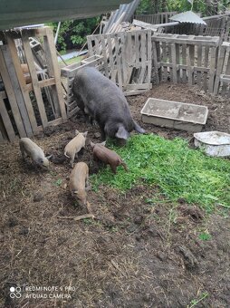Predám prasiatka mangalica-durok - 4