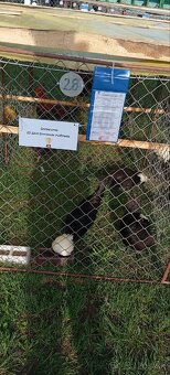 Zdrobnelá Holandanka čierna bielochocholatá - 4