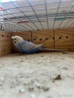 Predam dve chovné andulky - 4