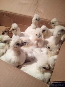 Hodvabničky kuriatka - 4