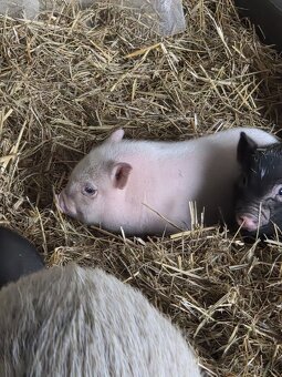 Vietnamské prasiatka - 4