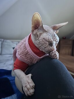 Don Sphynx PP - 4