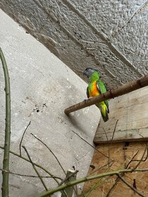 Papagáj senegalsky - 4