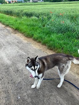 Sibirsky husky - 4