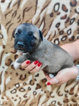 KANGAL - štěňata s PP k odběru od 20.8.25 - 4
