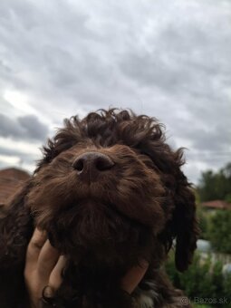 Lagotto Romagnolo/Taliansky vodný pes s PP - 4