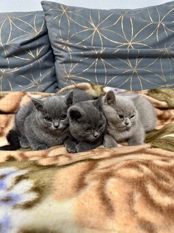 Britské mačiatka, Britská modra - 4