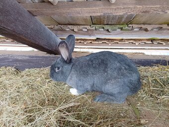 Predám králika - 4