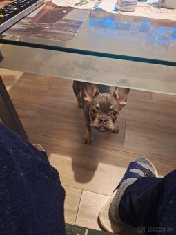Francuzsky Buldocek - 4