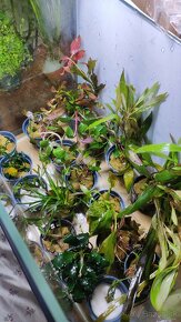Rastliny do akvaria - 4