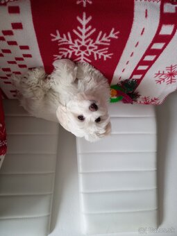 Darujeme maltezskeho psika menom Rocky - 4