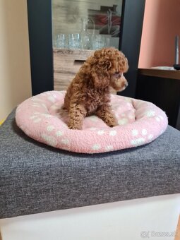 Pudel šťeniatka - 4