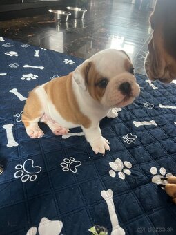 Anglicky Bulldog buldog s pp - 4