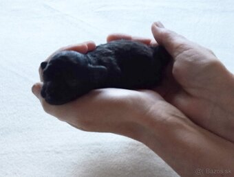 Pudlik  mini toy - 4