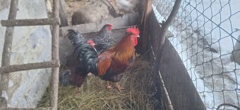 Predám mladých kohútov - 4