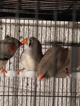 Zebricka vystavna - 4