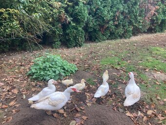 Predam pizmove kacatka - 4