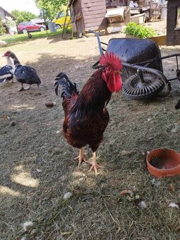 Kohút - Rhode Island Red - 4